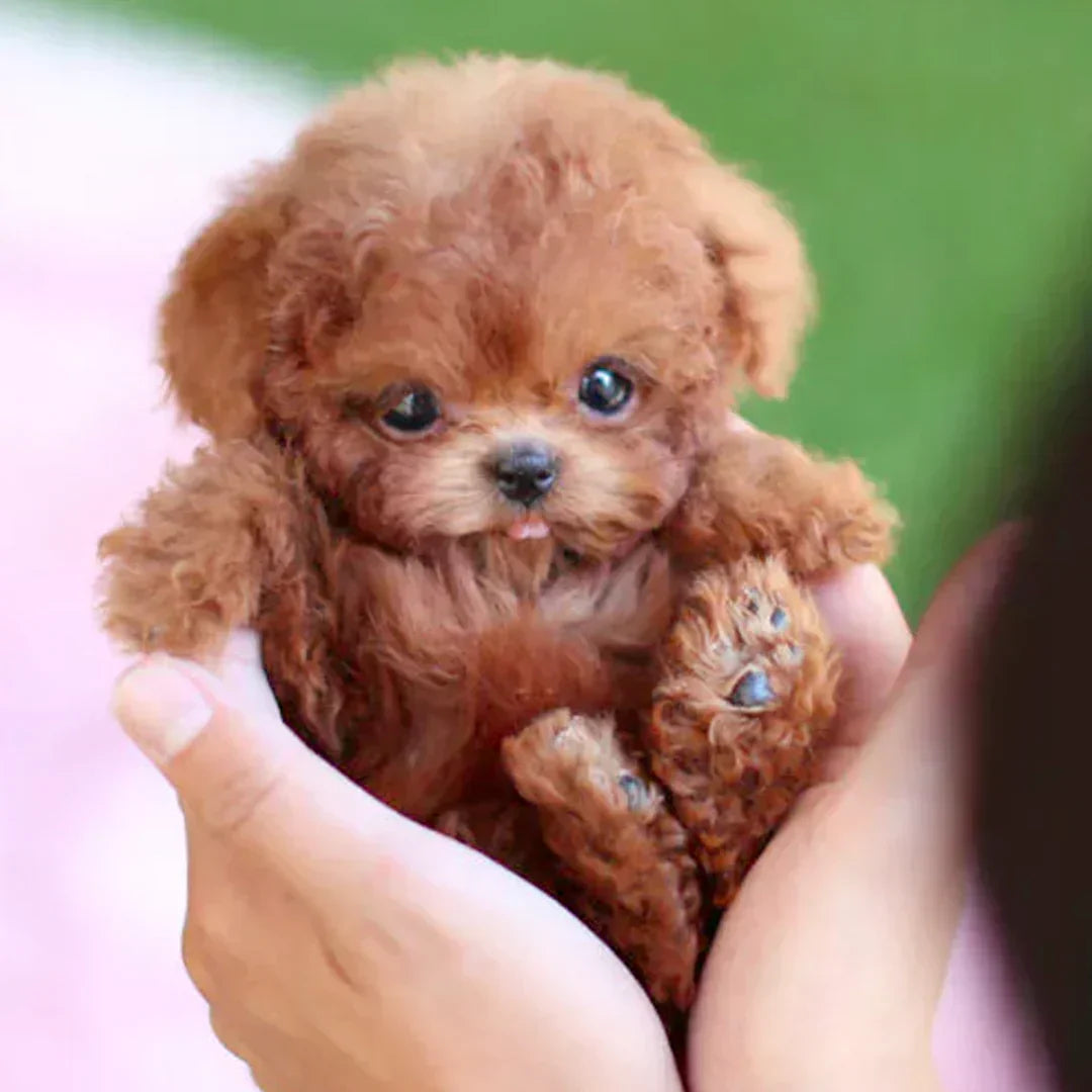 🐶🌭NESLEMY - My Realistic Robot Puppy